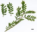 SpeciesSub: subsp. carniolicus